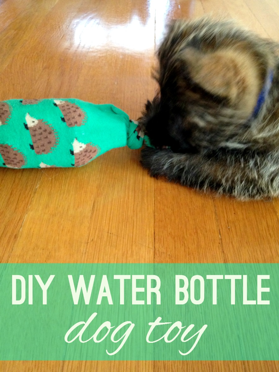 DIY Water Bottle Dog Toy
