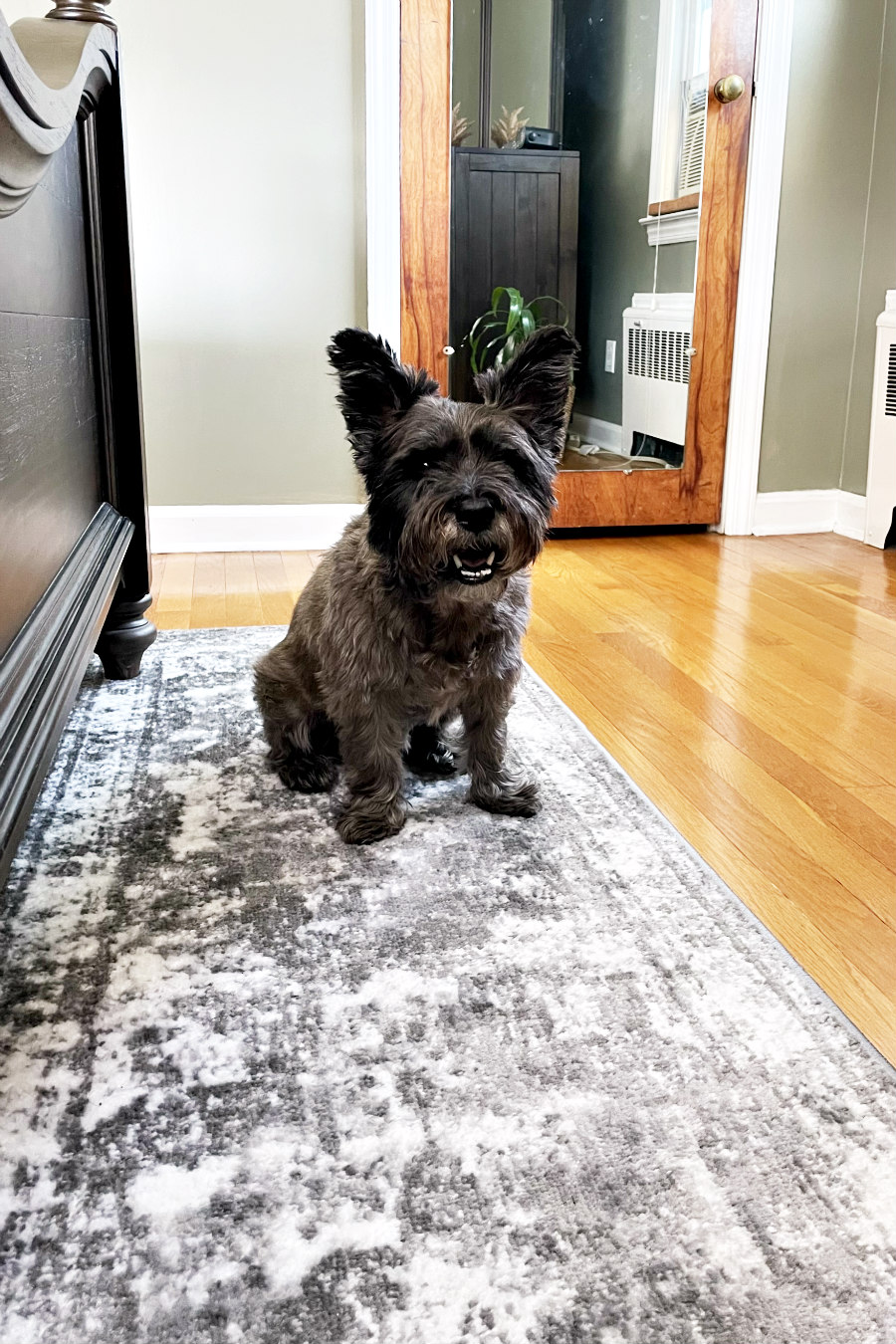 Cairn terrier, Hunter, sits on gray distressed runner rug next to bed.