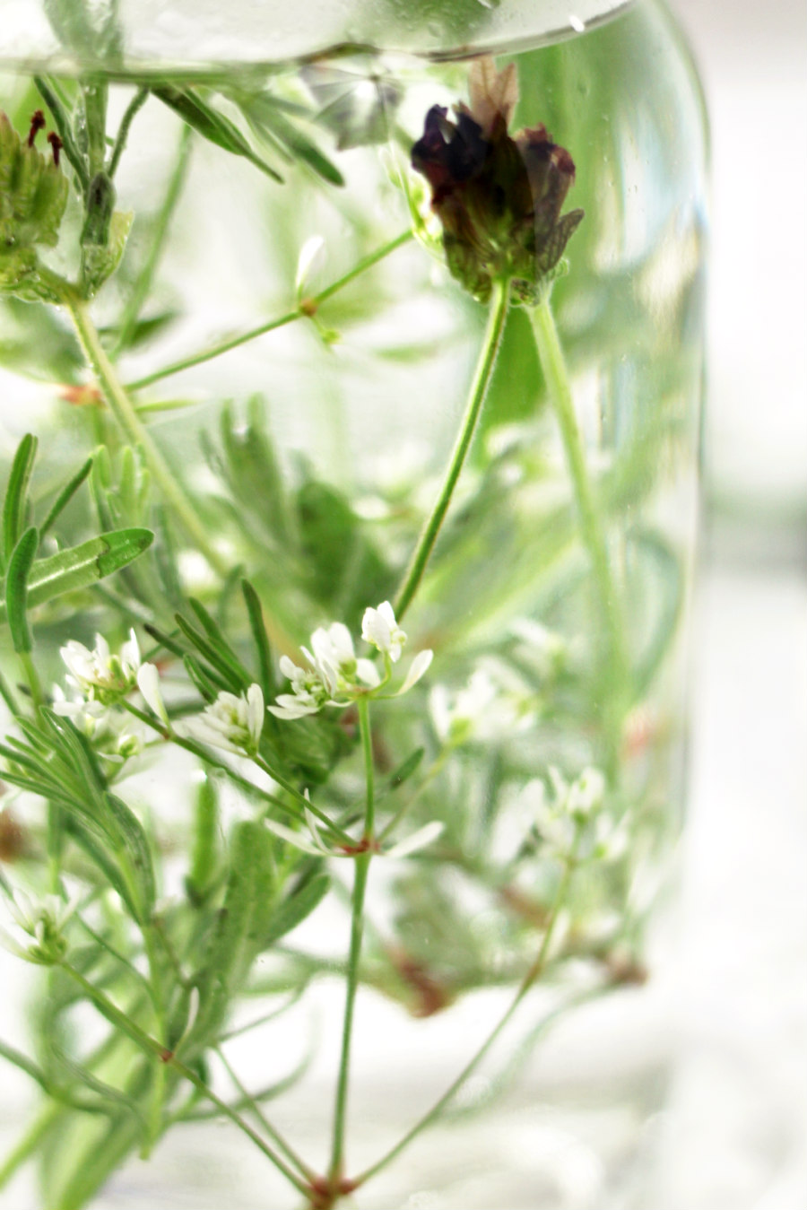 Close up of fresh lavender sprigs and tiny white flowers inside Botanical Herb Fragrance Diffuser.