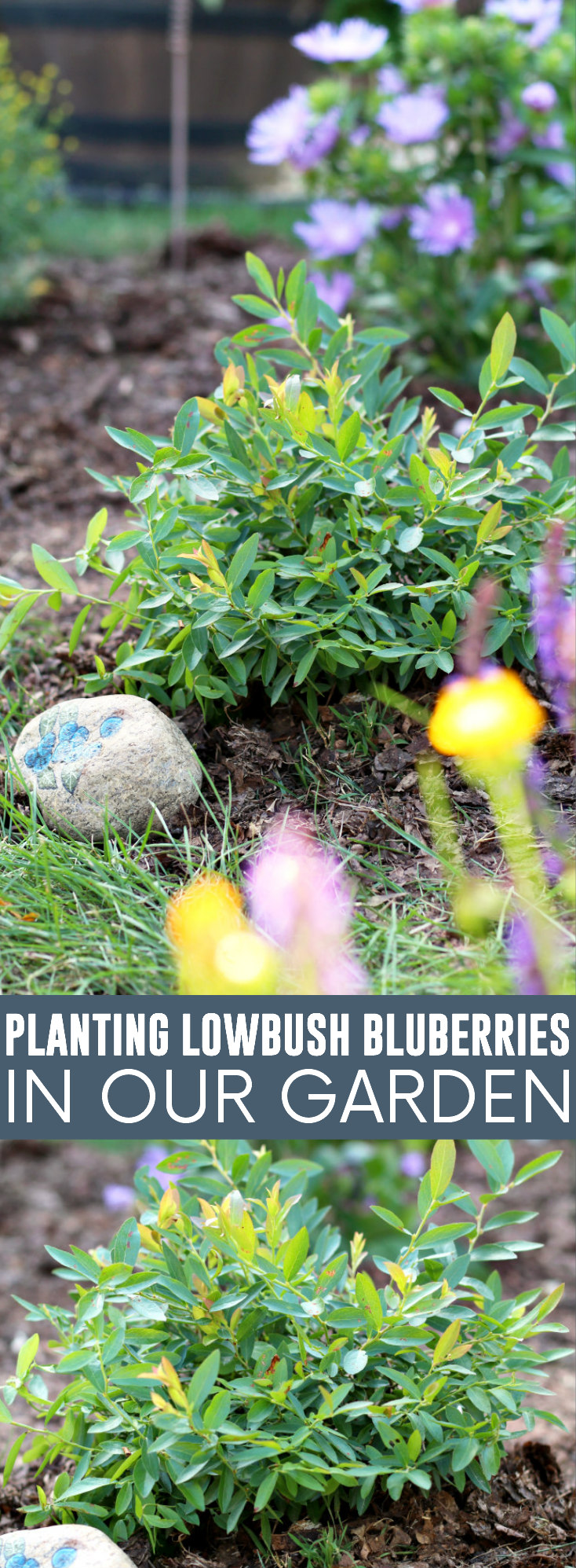 Planting Lowbush Blueberries in Our Garden pinnable image.